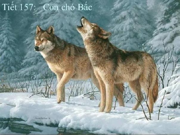 10 bài phân tích xuất sắc nhất về trích đoạn 'Con chó Bấc' trong tiểu thuyết 'Tiếng gọi nơi hoang dã' của nhà văn G.Lân-đơn