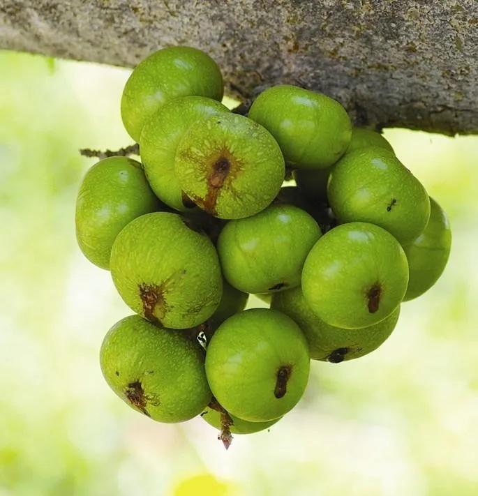 13 Lợi ích sức khỏe đáng kinh ngạc từ trái sung ít người biết đến
