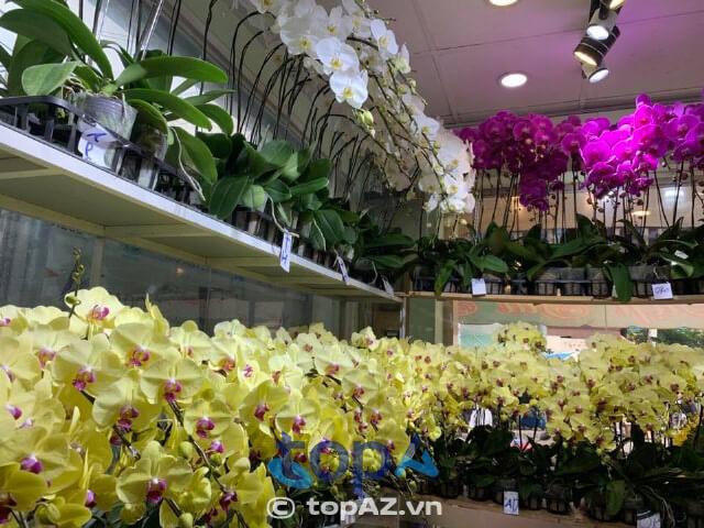 Top 5 địa điểm bán hoa lan hồ điệp chất lượng tại Quận 6 - hoa chuẩn đẹp, nở rộ đều cánh