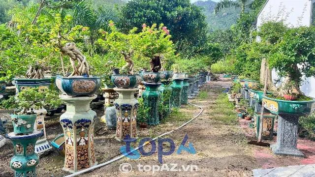 Top 5 địa điểm mua cây cảnh Nha Trang: Đẹp mê ly, giá siêu hời