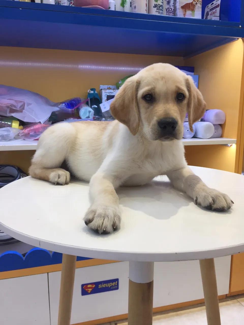 Top 7 địa chỉ mua chó Labrador uy tín tại Việt Nam