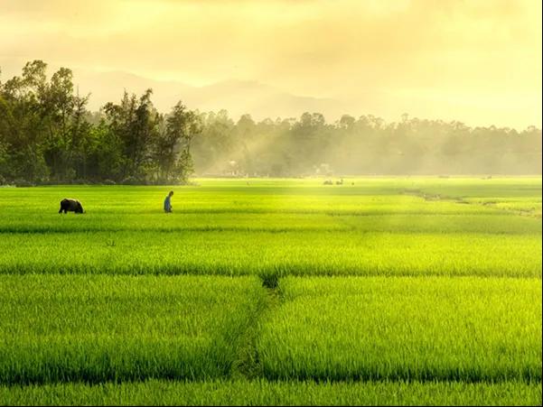 Top 9 bài văn, đoạn văn cảm nhận về bài thơ "Việt Nam quê hương ta" (Ngữ văn 6 - Sách Chân trời sáng tạo) hay và sâu sắc nhất