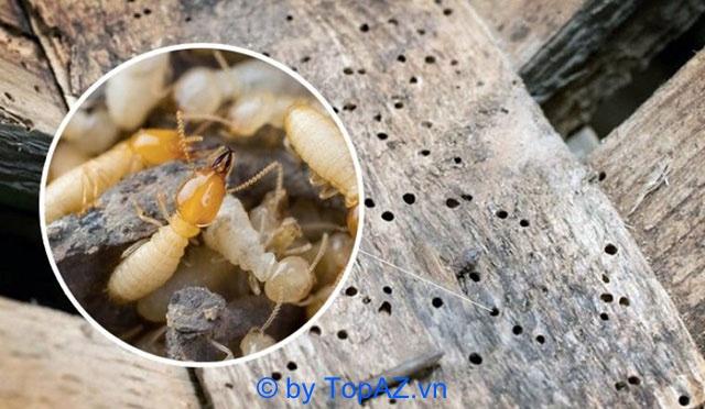 Top 5 đơn vị diệt mối chuyên nghiệp và đáng tin cậy nhất tại Quận 4
