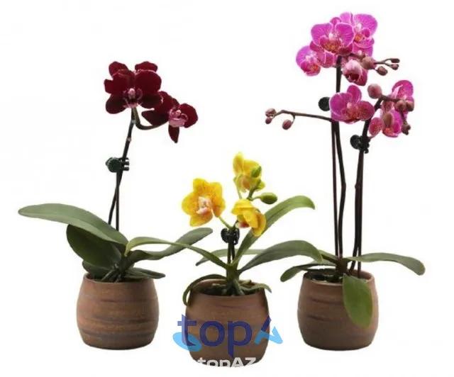Top 5 địa chỉ bán hoa lan hồ điệp uy tín tại quận Thanh Xuân với giá hợp lý