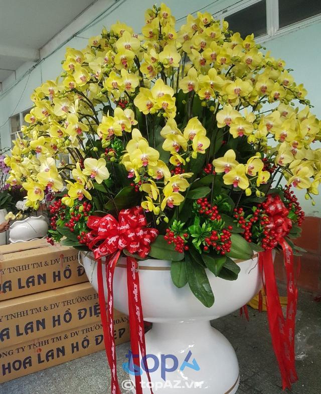 5 Địa điểm bán lan hồ điệp uy tín tại Quận 9 - Đa dạng chủng loại, giá cả cạnh tranh