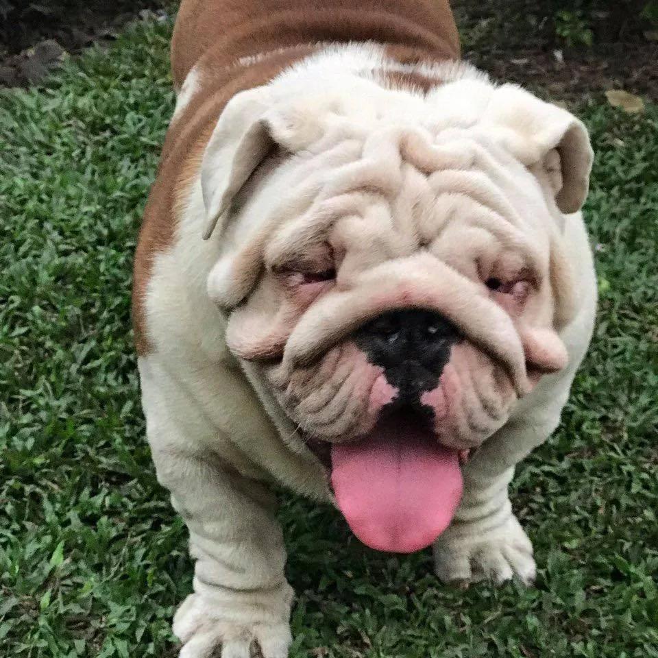 3 Địa điểm vàng mua Bulldog Anh chuẩn chất tại Hà Nội