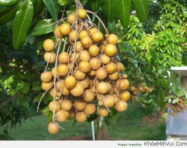 15 công dụng thần kỳ của trái Nhãn - Bí quyết vàng cho sức khỏe