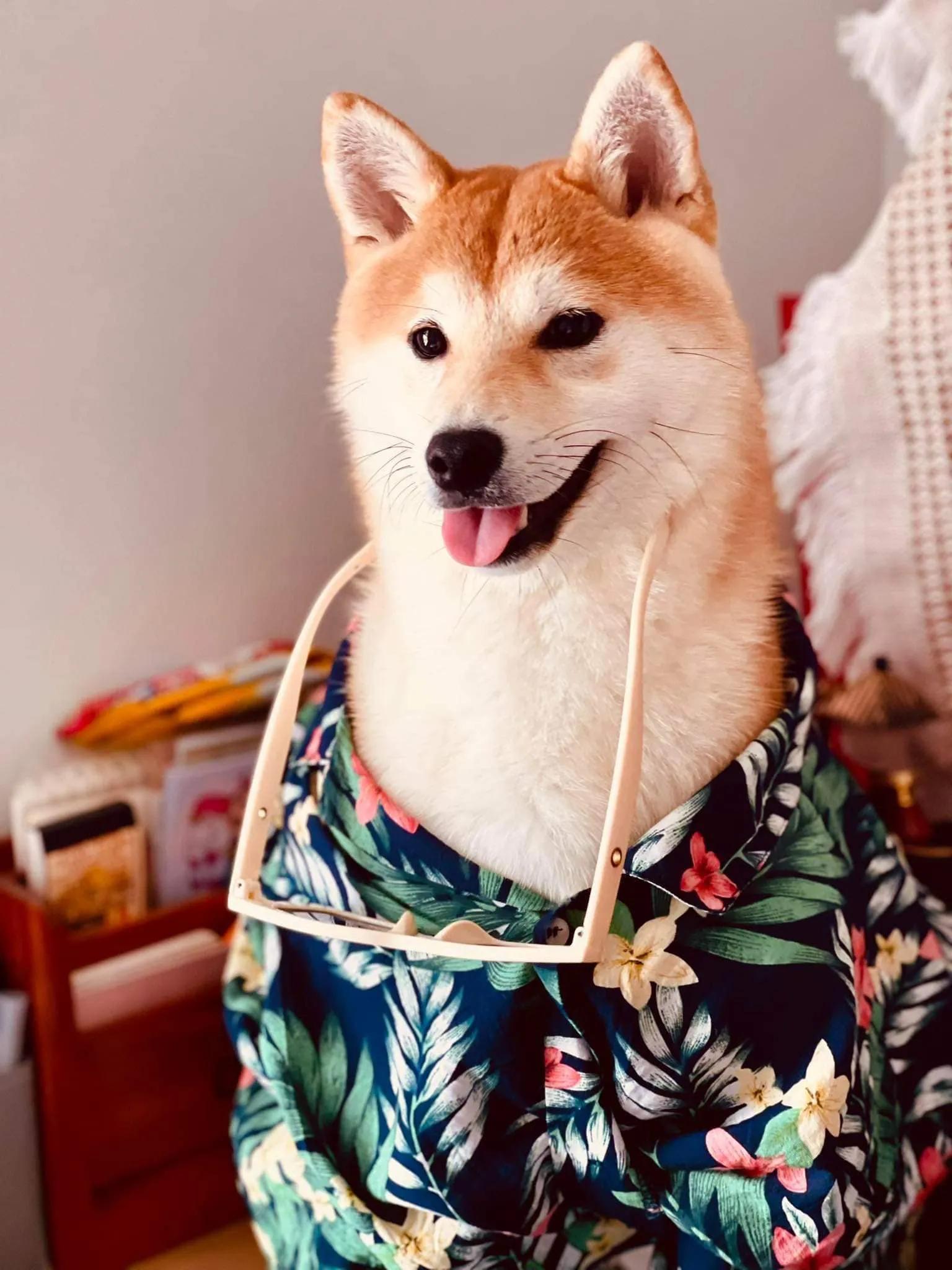 Top 3 địa chỉ mua chó Shiba Inu uy tín nhất tại Hà Nội
