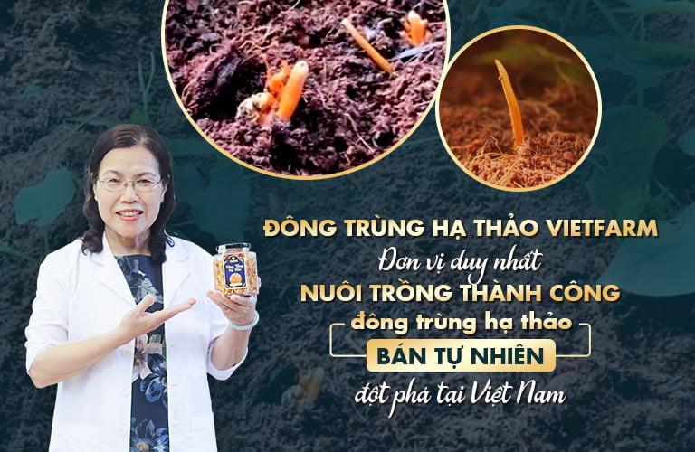 Top 7 địa chỉ mua Đông Trùng Hạ Thảo chất lượng tại Hà Nội