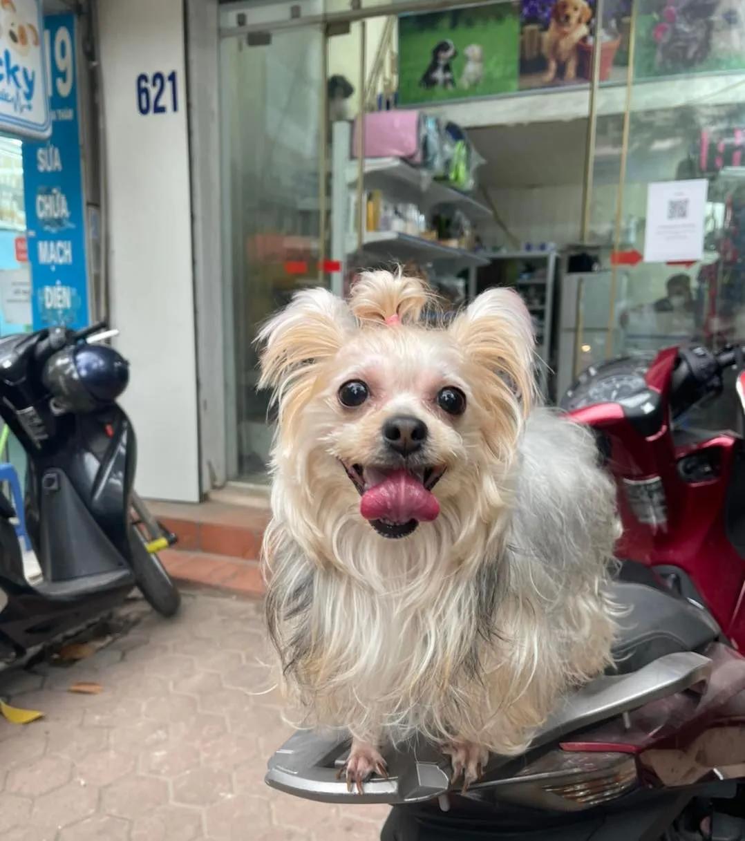 4 Địa Chỉ Phòng Khám Thú Y Đáng Tin Cậy Nhất Tại Quận Ba Đình, Hà Nội