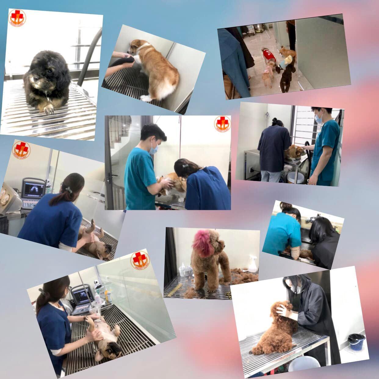 Top 5 địa chỉ phòng khám thú y chất lượng và uy tín bậc nhất quận Long Biên, Hà Nội