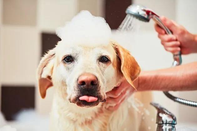 Top 7 spa chăm sóc thú cưng uy tín và giá rẻ tại quận Phú Nhuận