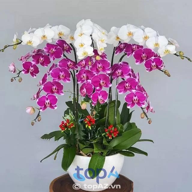 5 địa chỉ shop hoa lan hồ điệp uy tín nhất Q. Hai Bà Trưng - Hoa tươi bền, chất lượng đảm bảo