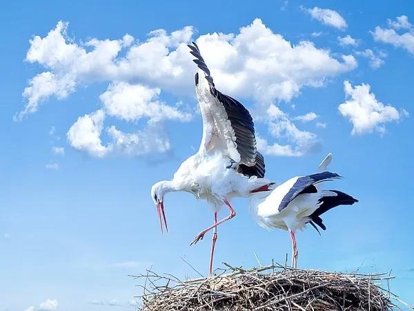 Top 8 Bài văn mẫu tả con cò ấn tượng nhất dành cho học sinh lớp 4