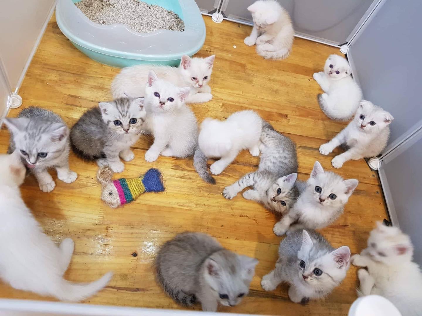 4 Quán cà phê mèo đáng trải nghiệm nhất Hà Nội