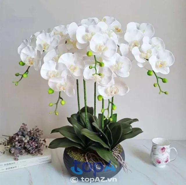 Top 5 cửa hàng bán hoa lan hồ điệp tại Quận 12 với giá tốt và dịch vụ giao hàng nhanh chóng