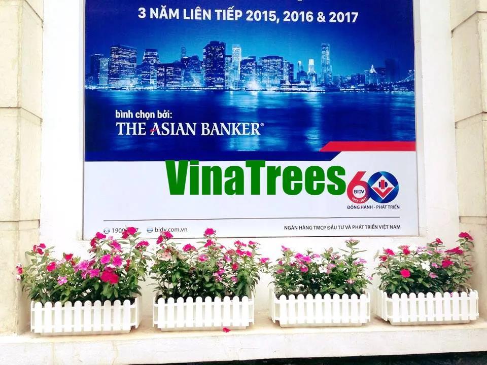 Top 5 địa chỉ cung cấp cây cảnh uy tín tại Hà Nội