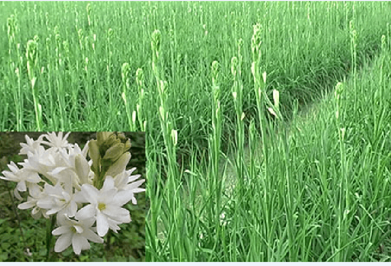 Top 6 Bài văn mẫu tả cây hoa huệ ấn tượng nhất dành cho học sinh lớp 4
