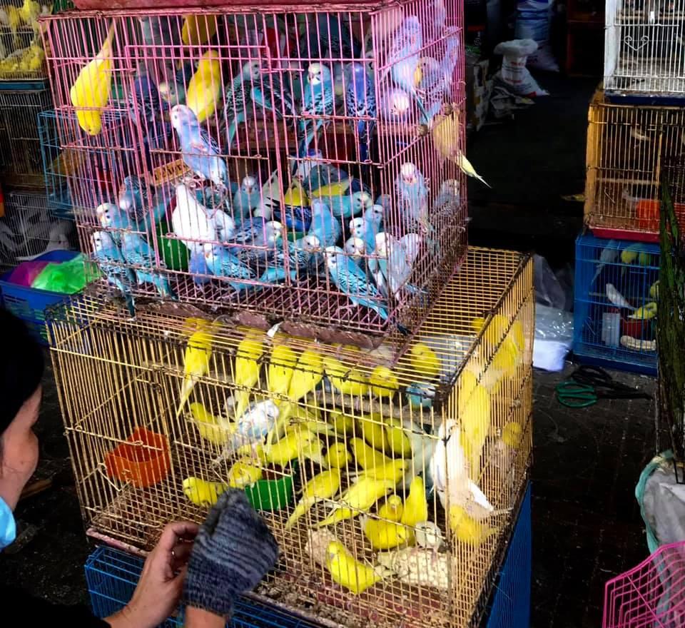 Top 9 cửa hàng chim cảnh đẹp và uy tín nhất Sài Gòn