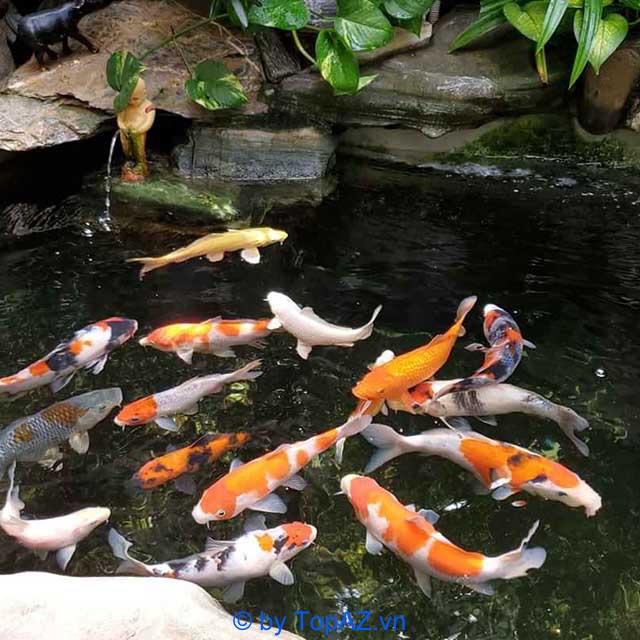 Top 5 công ty thiết kế và thi công hồ cá koi uy tín tại Bình Dương