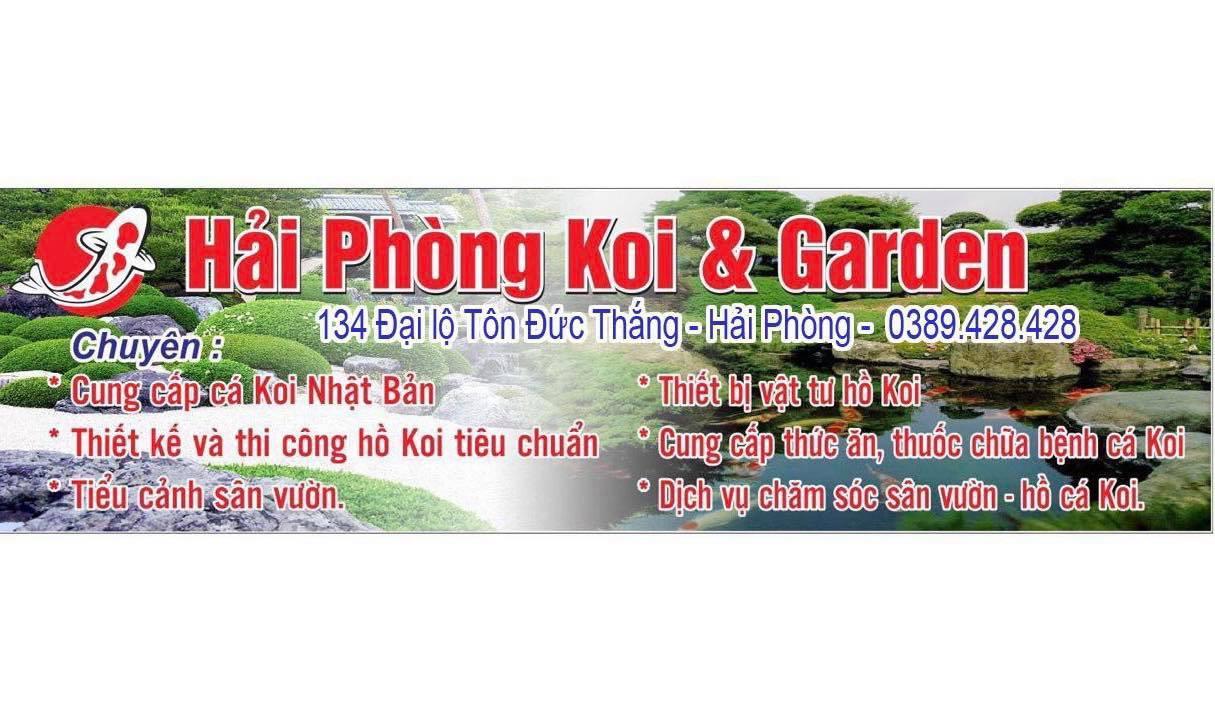 Top 4 địa chỉ cung cấp cá Koi chất lượng tại Hải Phòng