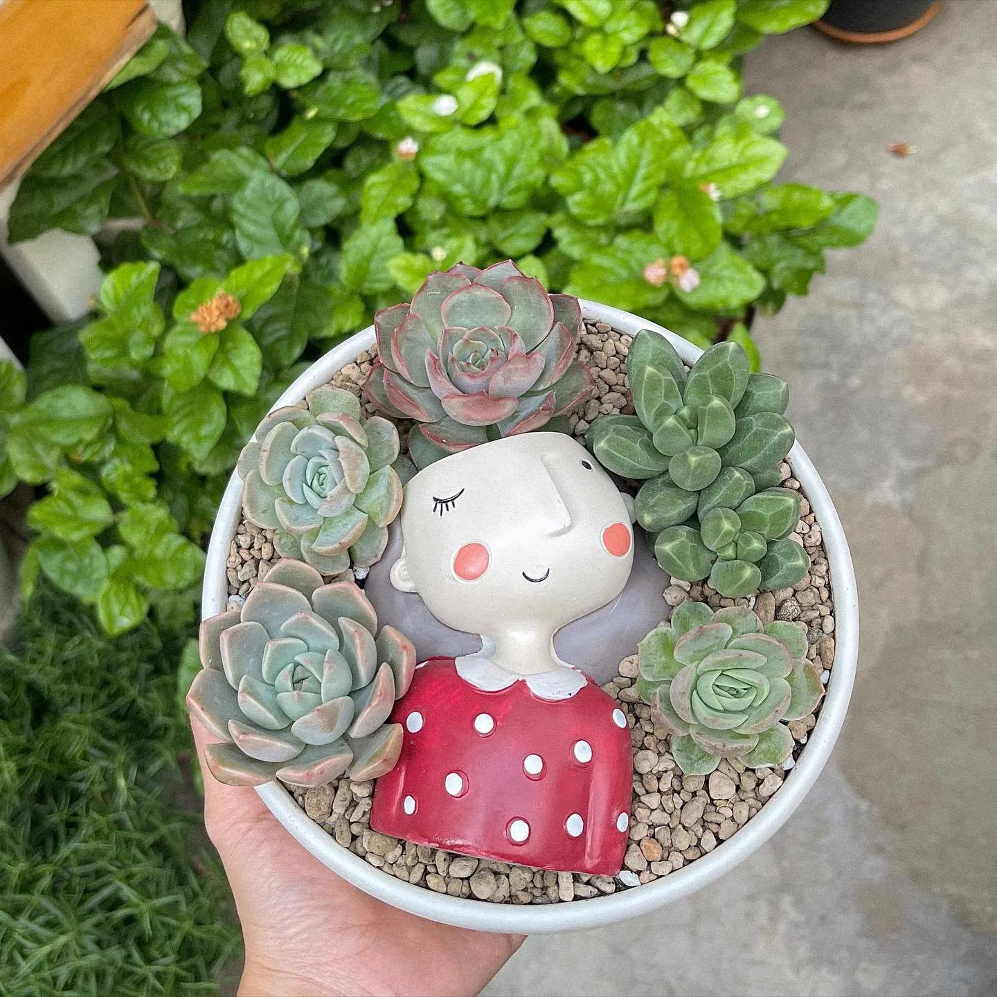 Khám phá 9 địa chỉ bán sen đá đẹp và chất lượng hàng đầu tại TP. HCM