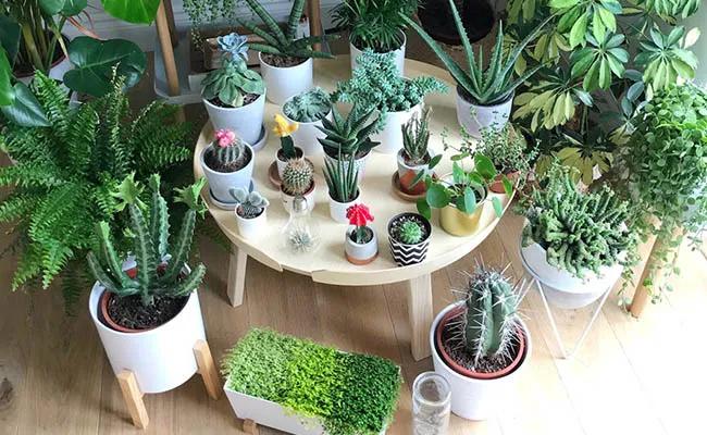 Top 9 địa chỉ cung cấp cây xanh văn phòng đẹp và giá hợp lý nhất tại TPHCM