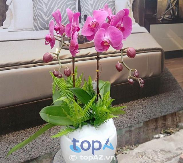 Top 5 điểm bán lan hồ điệp uy tín nhất Quận 10 - hoa tươi lâu, kiêu sa, giao nhanh trong ngày