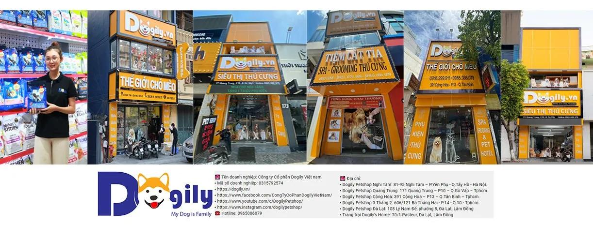 5 địa điểm mua bán mèo cảnh đáng tin cậy và chất lượng nhất TP.HCM