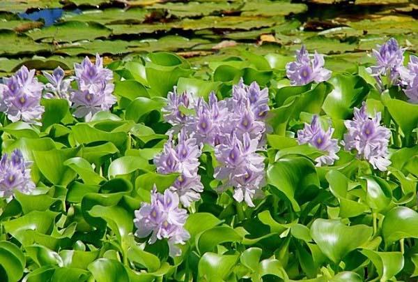 Top 10 Bài văn Phân tích khổ thơ 2, 3 bài thơ 'Mùa xuân nho nhỏ' (Thanh Hải) (Ngữ văn 9) xuất sắc nhất