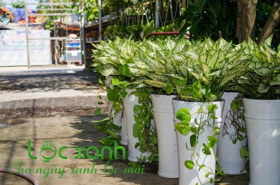 Top 9 cửa hàng bán cây cảnh uy tín và chất lượng tại TP.HCM