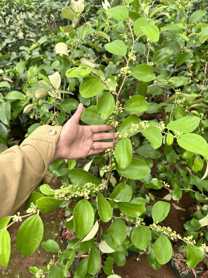 4 Địa chỉ cung cấp giống cây trồng chất lượng hàng đầu tại Buôn Ma Thuột, Đắk Lắk
