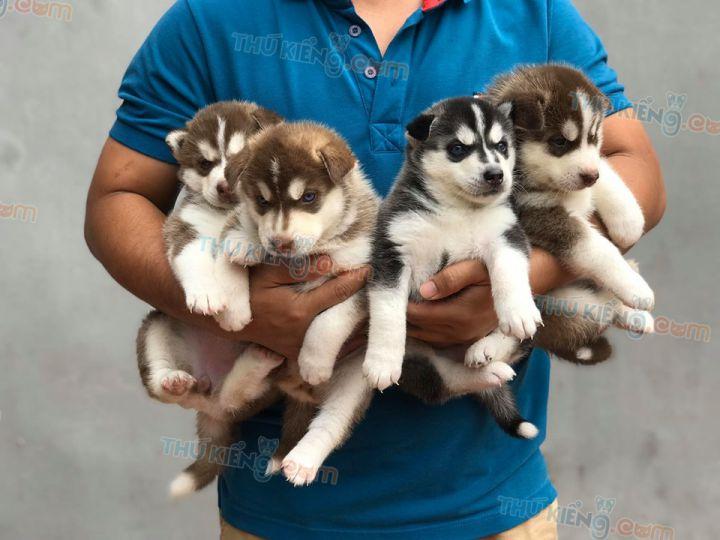 8 Địa điểm đáng tin cậy để sở hữu chó Husky thuần chủng tại Việt Nam