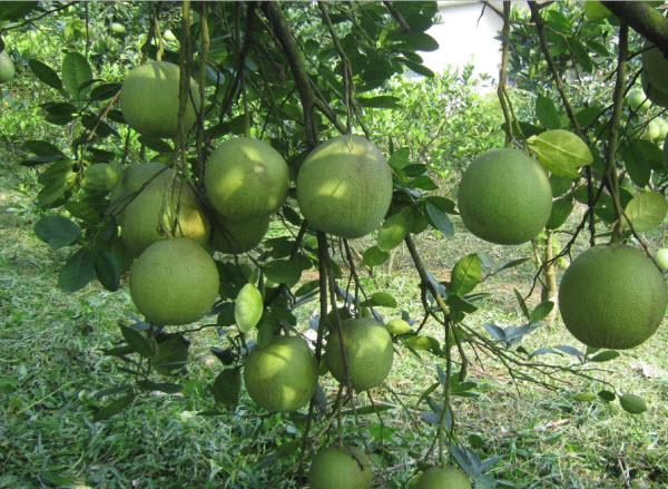 Top 11 bài văn thuyết minh đặc sắc về cây bưởi dành riêng cho học sinh lớp 8