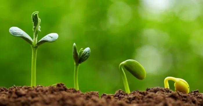 Top 10 Đoạn văn cảm nhận sâu sắc về thi phẩm "Lời của cây" (Ngữ văn 7 - SGK Chân trời sáng tạo)