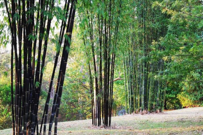 Top 10 Bài cảm nhận sâu sắc về tác phẩm 'Cây tre Việt Nam' (Ngữ văn 6 - SGK Kết nối tri thức) - Tuyển tập tinh hoa