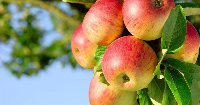 Top 15 bài văn mẫu lớp 7 phân tích sâu sắc ý nghĩa câu tục ngữ "Ăn quả nhớ kẻ trồng cây" - Những áng văn chọn lọc đặc sắc nhất