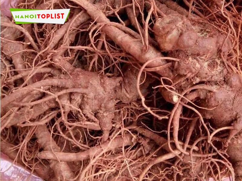Danh sách 10+ địa chỉ uy tín bán đồ ngâm rượu Hà Nội với giá cả hợp lý