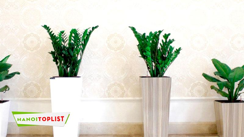 Top 12+ địa chỉ cung cấp chậu composite cao cấp tại Hà Nội
