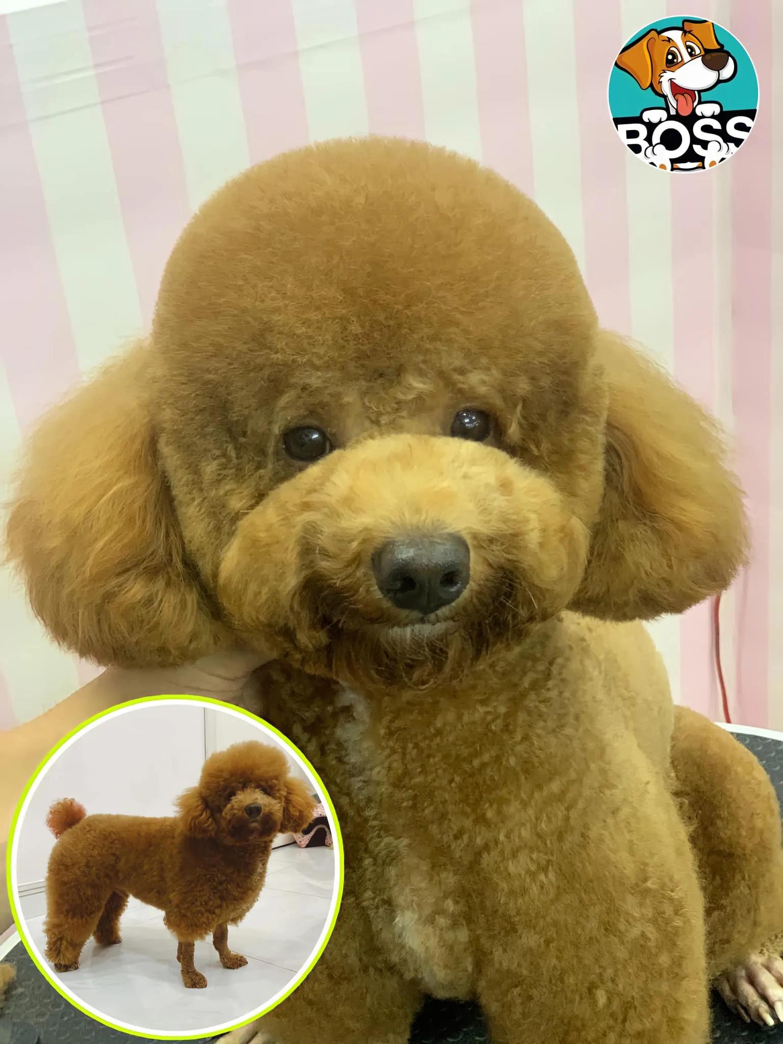 Top 8 địa chỉ cắt tỉa lông thú cưng đáng tin cậy nhất tại Cần Thơ