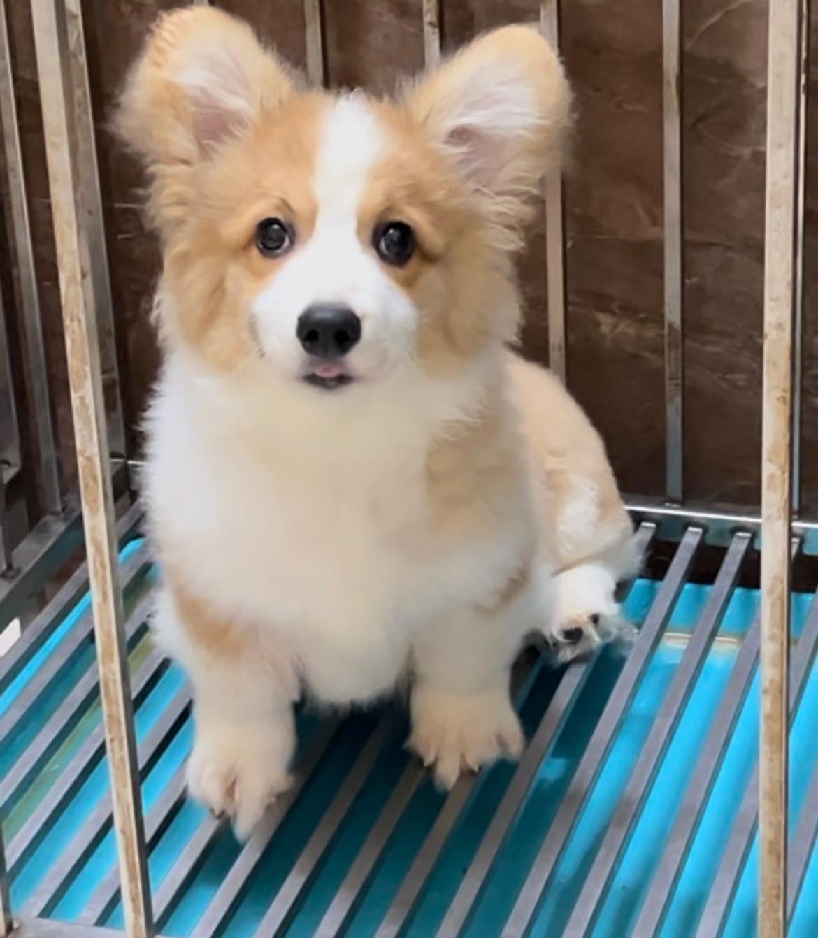6 Địa chỉ uy tín để mua chó Corgi tại Hà Nội