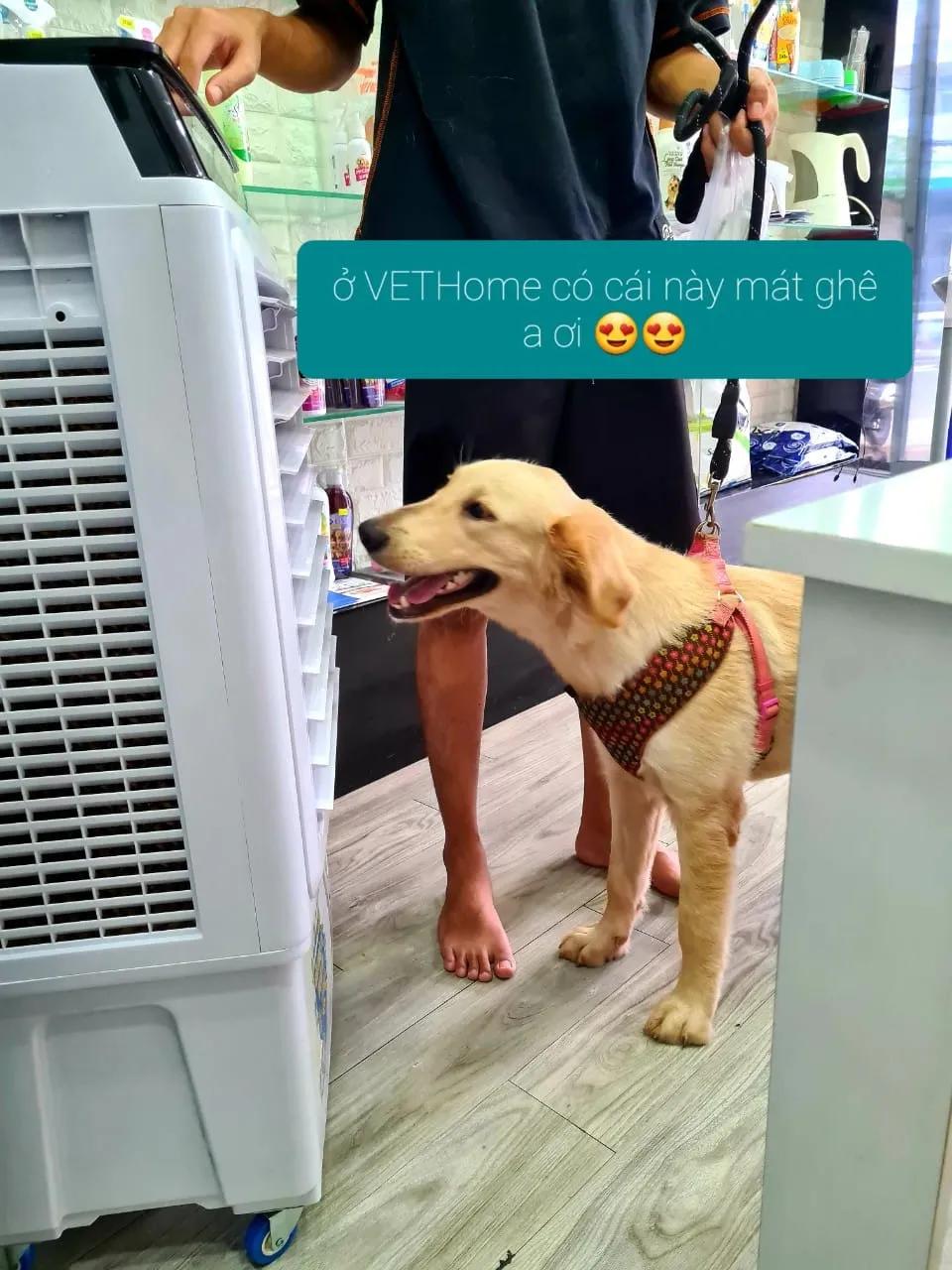 6 Phòng khám thú y đáng tin cậy hàng đầu tại Vũng Tàu
