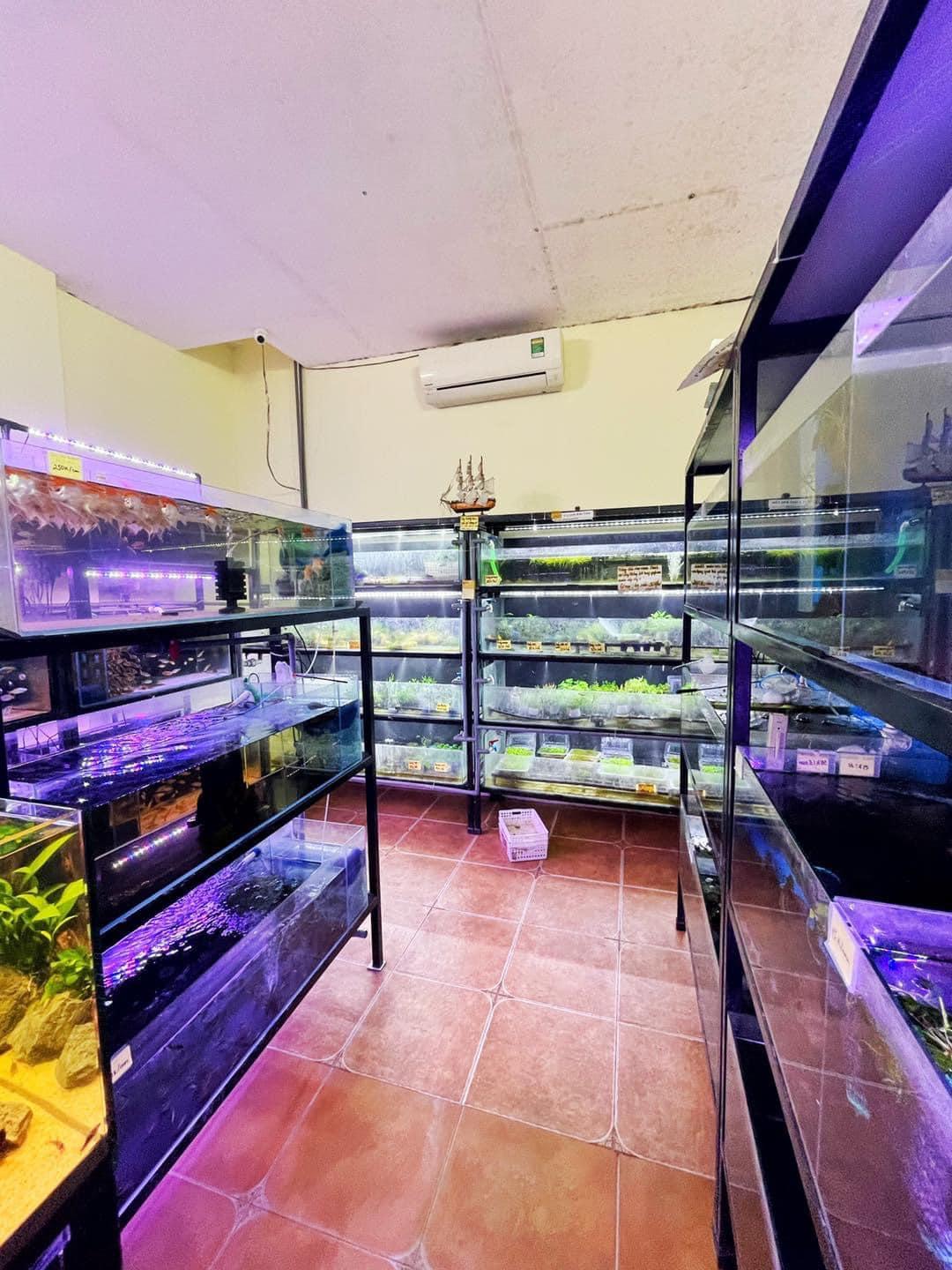 Top 7 cửa hàng cá cảnh nổi tiếng tại Hà Nội