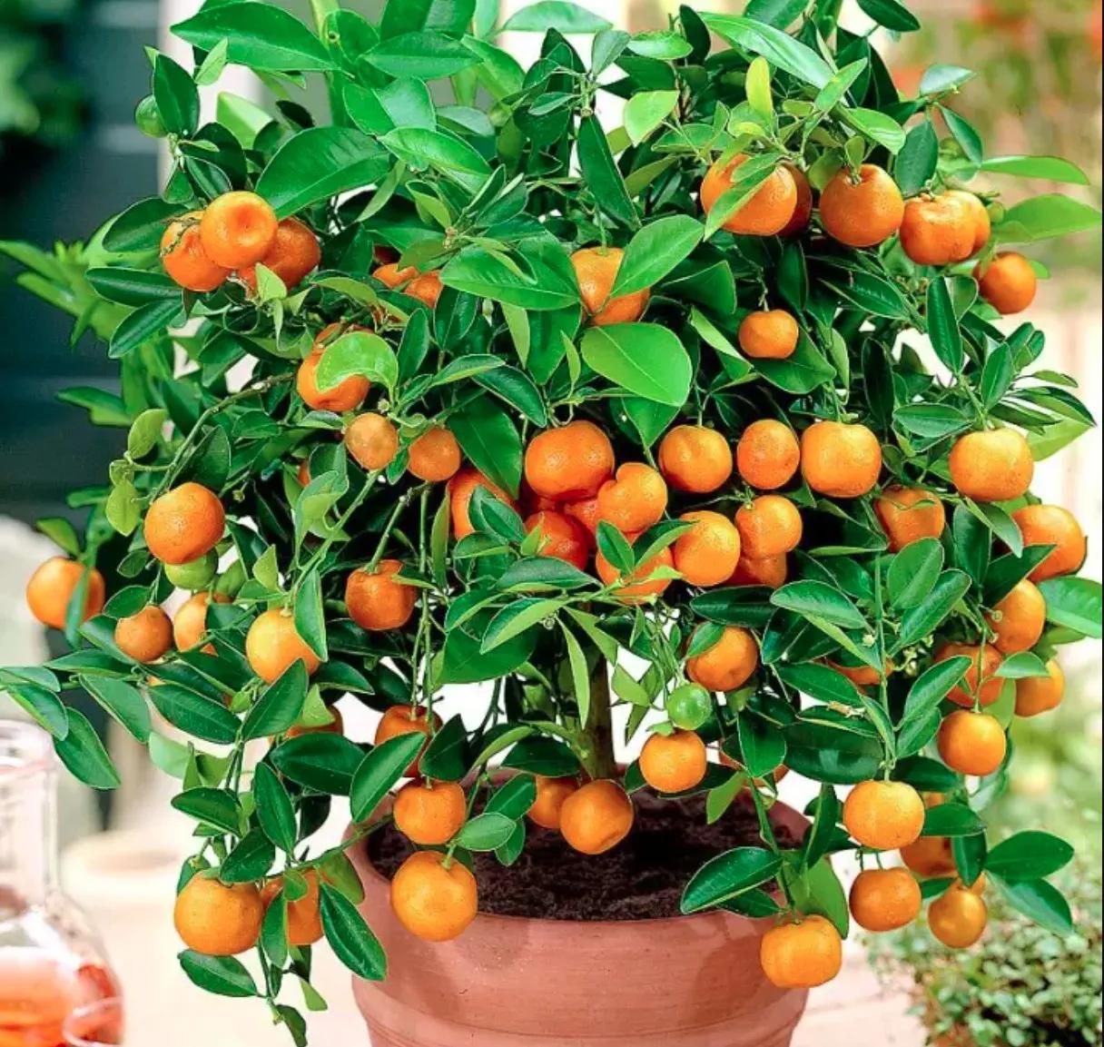 Tuyển chọn 18 bài văn mẫu tả cây quất ngày Tết đặc sắc nhất dành cho học sinh lớp 4