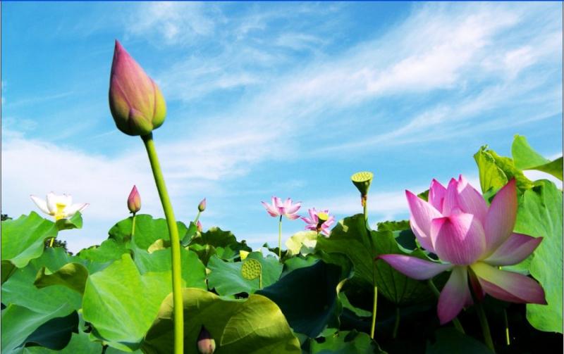 Top 10 Đoạn văn cảm nhận sâu sắc nhất về bài ca dao “Trong đầm gì đẹp bằng sen” (Ngữ văn 7 - SGK Chân trời sáng tạo)