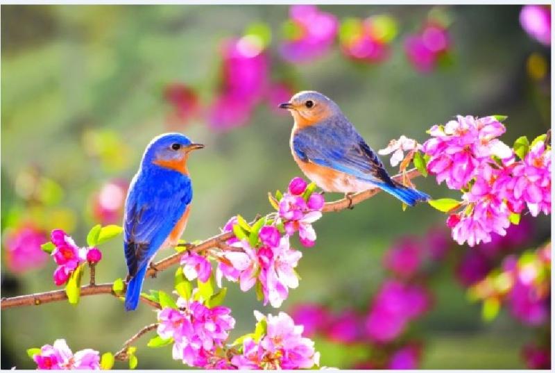 Top 10 bài thơ xuất sắc nhất của nhà thơ Tú Mỡ