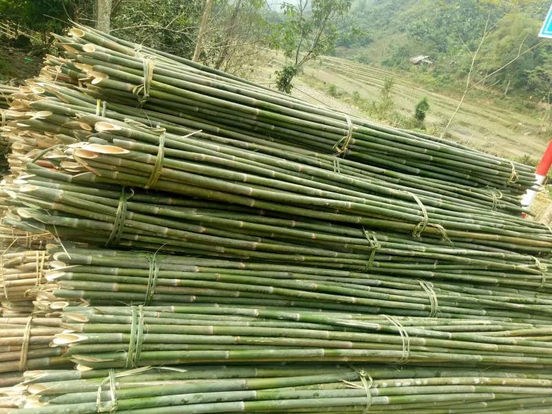 Tuyển tập 17 bài văn cảm nghĩ về cây tre (lớp 7) xuất sắc nhất