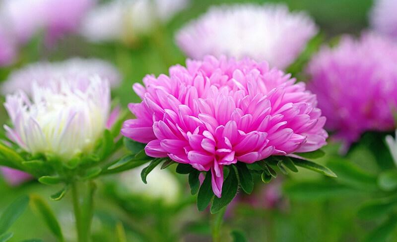 12 Áng thơ lắng đọng nhất về tháng 10