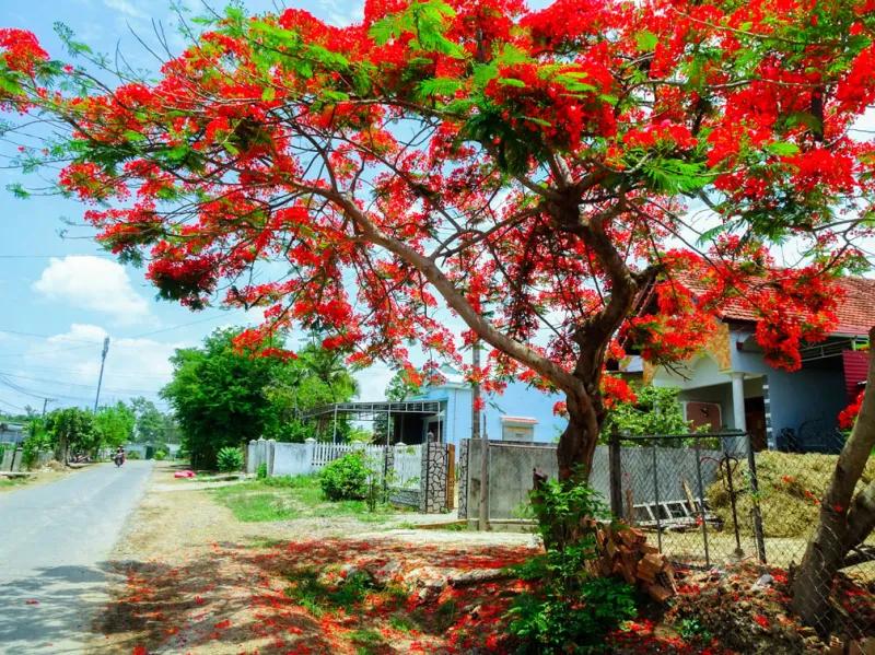 Top 16 Bài văn cảm nghĩ chân thành nhất về cây phượng tuổi học trò (dành cho lớp 7)
