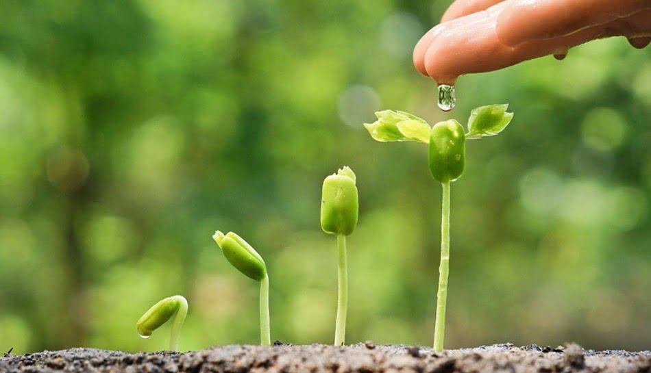 Top 7 bài phân tích sâu sắc tác phẩm "Lời của cây" (Ngữ văn 7 - SGK Chân trời sáng tạo) ấn tượng nhất